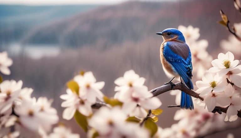 Blue Birds in Arkansas