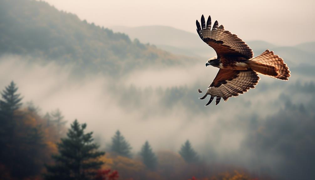 appalachian mountain s stealthy hawk hunters