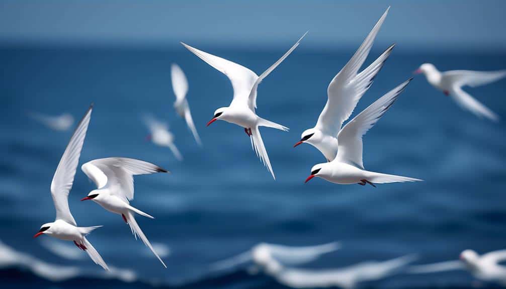 arctic terns atlantic migration champions