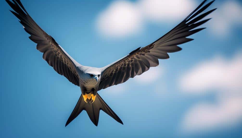 elegant aerial hunter mississippi kite