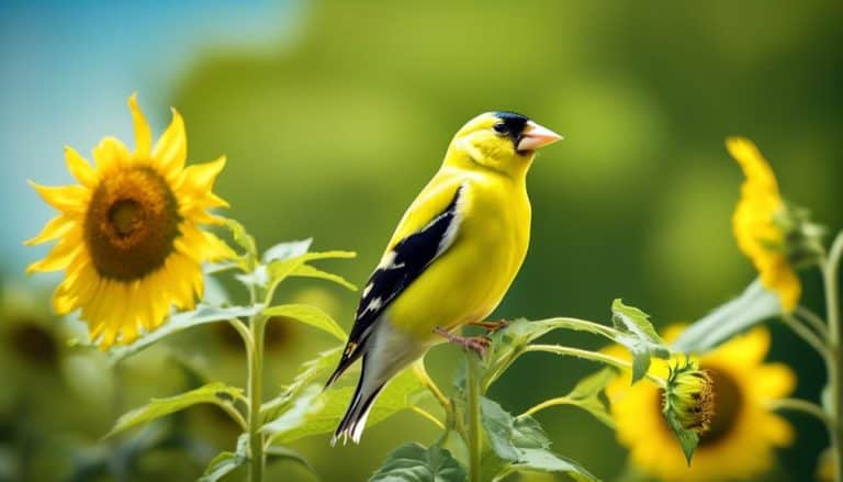 Yellow Birds in North Carolina