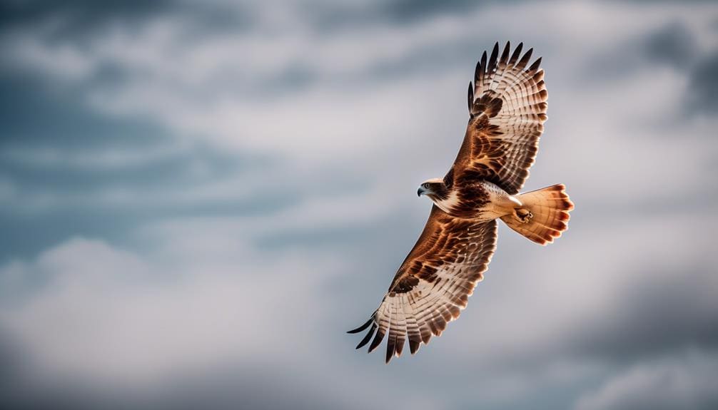 red tailed hawks aerial prowess