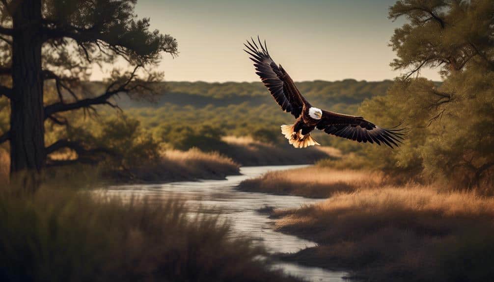 texas eagle bird habitat