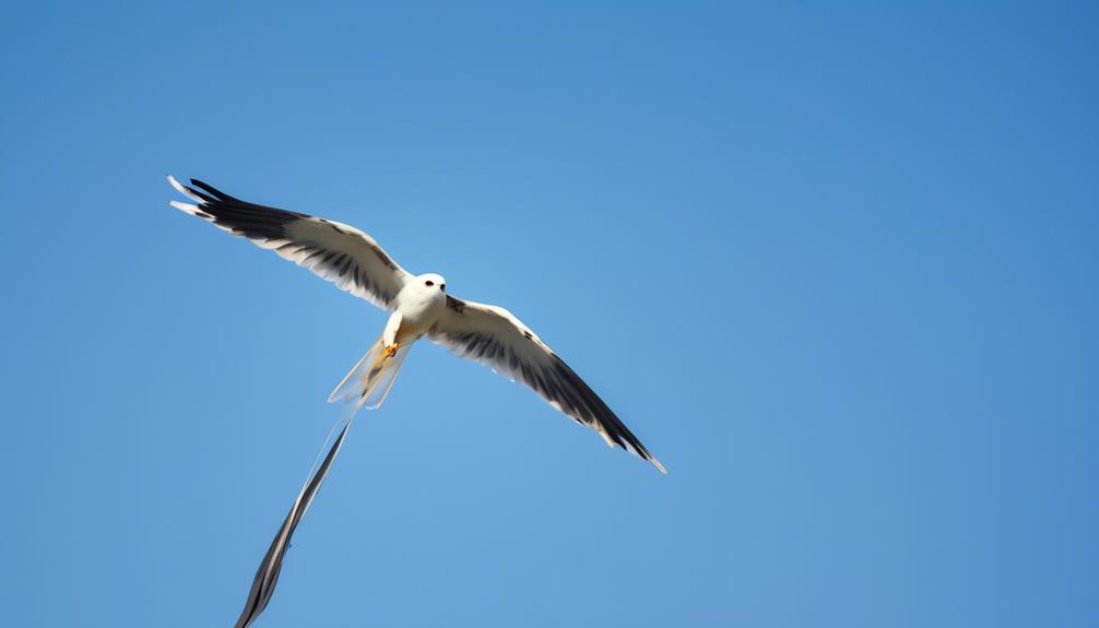 texas white tailed kite hunters